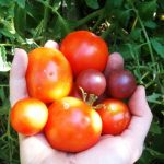 Different Size Tomatoes