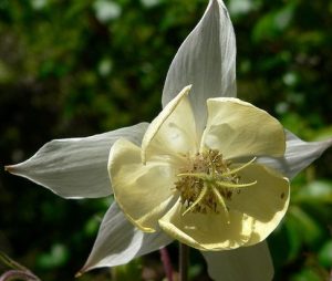 Fragrant Columbine (Aquilegia) Spring Blooming Perennial 