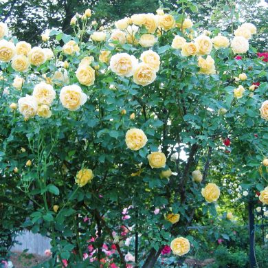 2020 Best Roses of the Year - Watters Garden Center