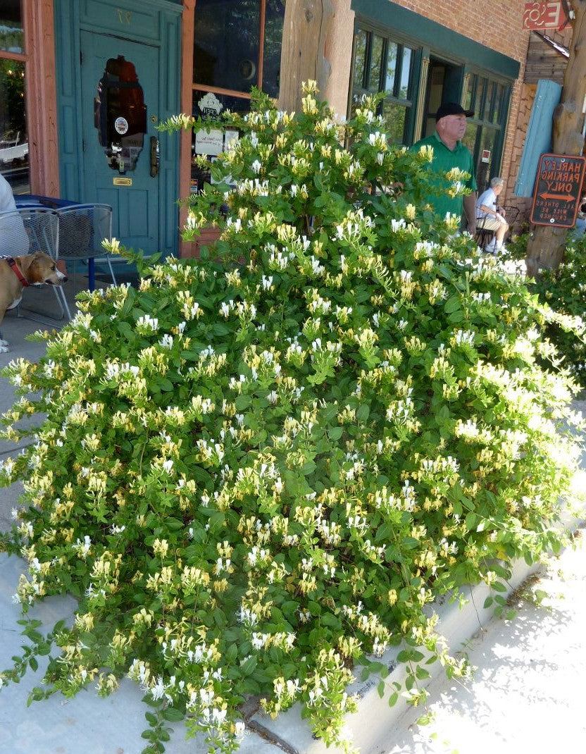 Evergreen honeysuckle on sale