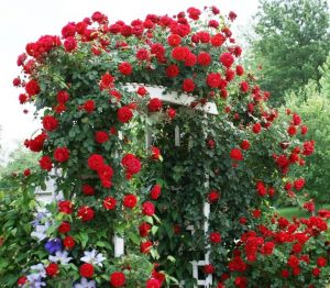 Lady in Red Climbing Rose on an arbor