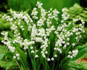 Lily of the Valley (Convalariam)  Spring Blooming Perennial 