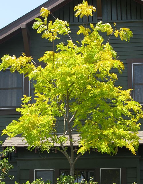 thornless honey locust tree