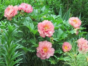 Peony Plant in the Landscape