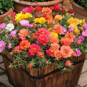 Portulaca Moss Rose And Where They Grow Watters Garden Center