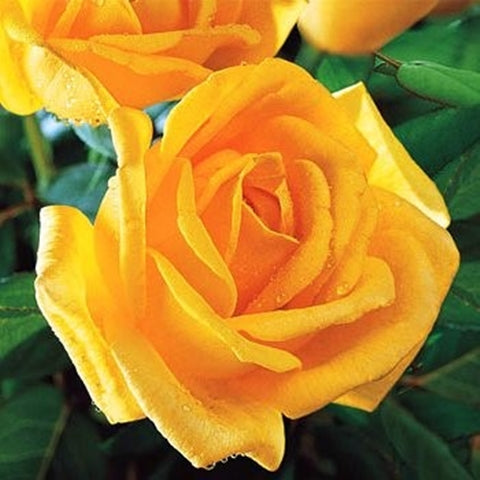 Radiant Perfume Yellow Grandiflora Rose 