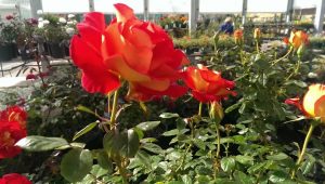 Roses -  Summer Blooming Perennial 