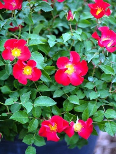 Screaming Neon Red shrub Rose 