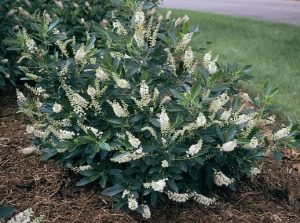 Summersweet (Clethra)  Summer Blooming Perennial 