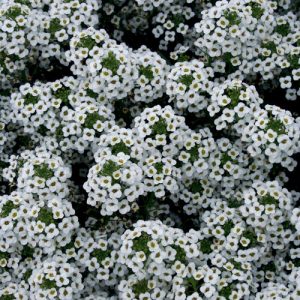 Sweet Alyssum (Lobularia)  Spring through Fall Annual 