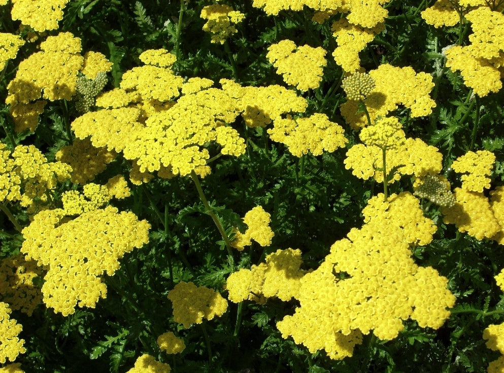 How to Grow and Care for Yarrow