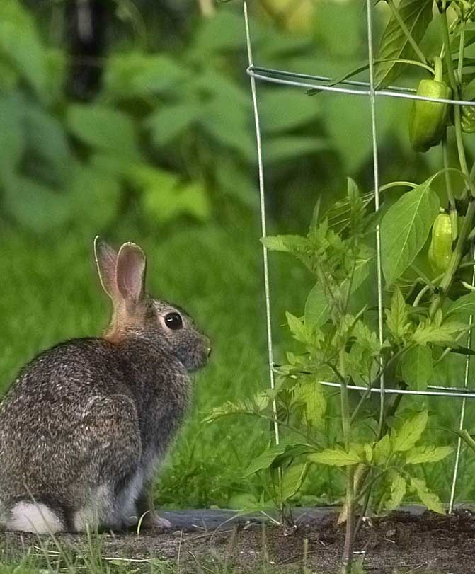 Rabbit eating pepper plant