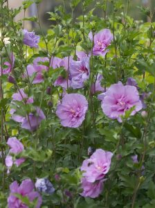 rose of sharon bush