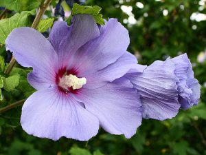 Rose of Sharon