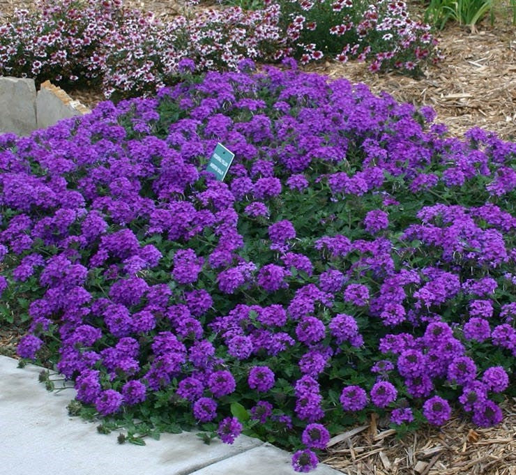 Image of Verbena companion plant for pentas