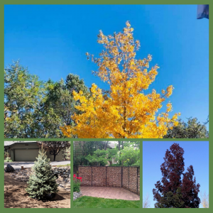 Top 10 Trees - Shadr, Color, Evergreen, Privacy