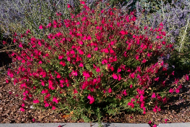 autumn sage flower