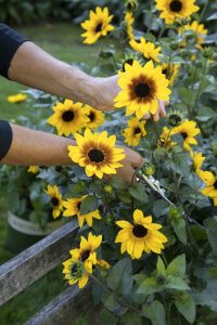 Brow Eyed Girl Sunflower