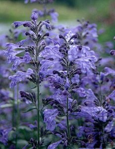Catmint Blossoms