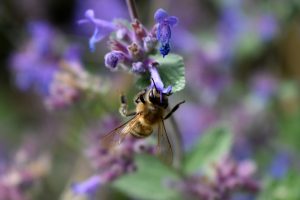 Bee on Catnip
study from Iowa State University found catnip oil to be a more effective "spatial repellent" than DEET, the most popular ingredient in insect repellents
