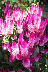 The flower heads of Celosia are as brilliant as flames in a fire pit. The flowers remain attractive for weeks and make exceptional cut bouquets and dried flowers.