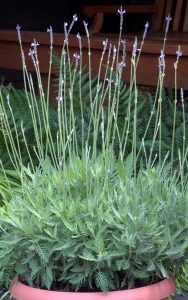 Fern-Leaf Lavender