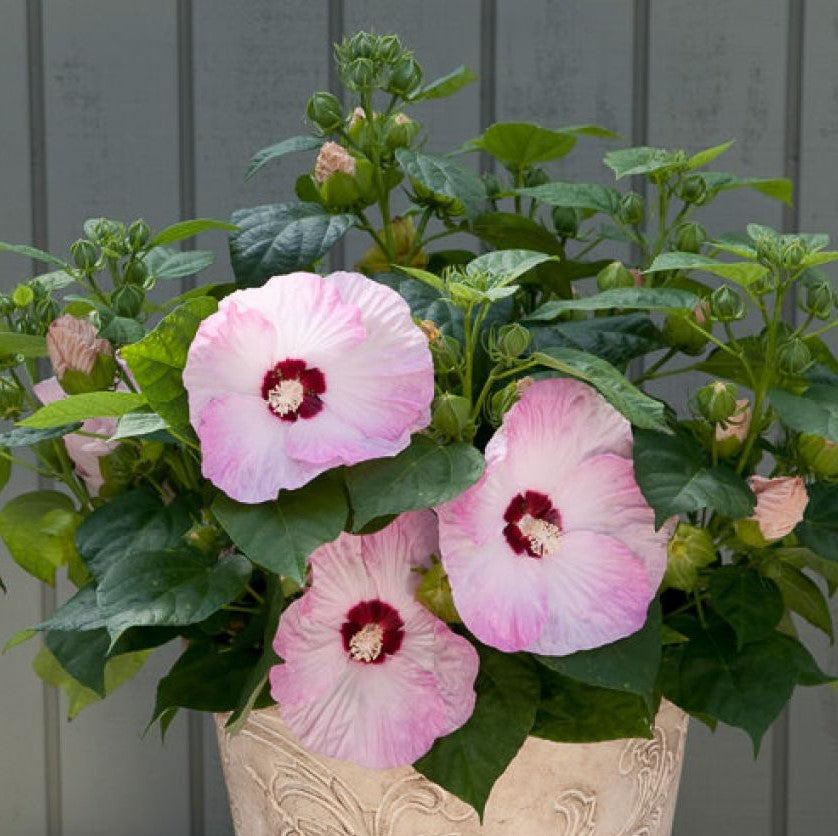 hardy hibiscus winter