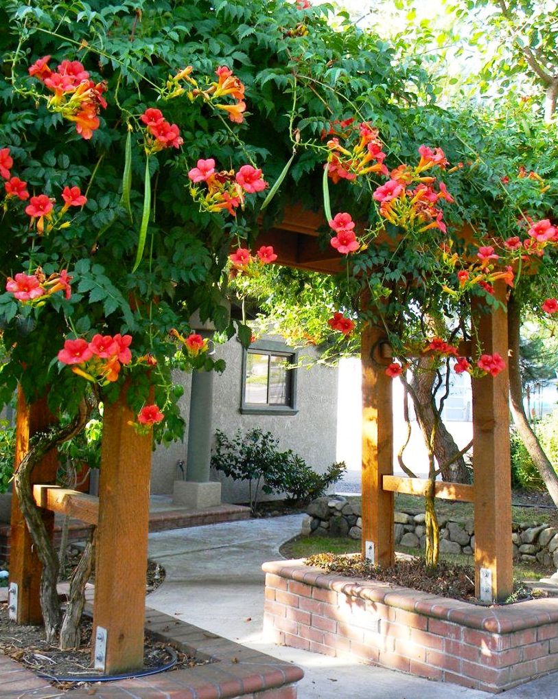 Trumpet Vine climbing over an Arch