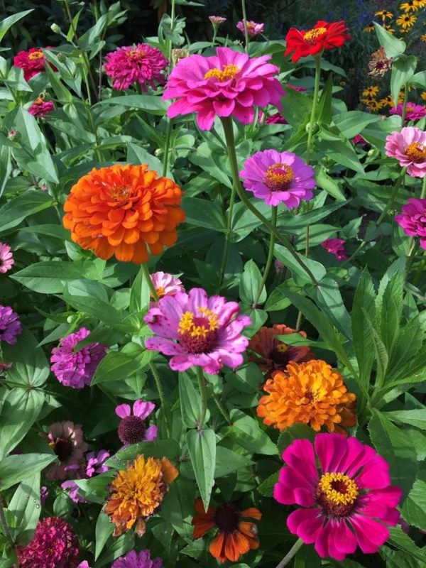 9 Annual Flowers To Thrive in Hot Sunlight - Watters Garden Center