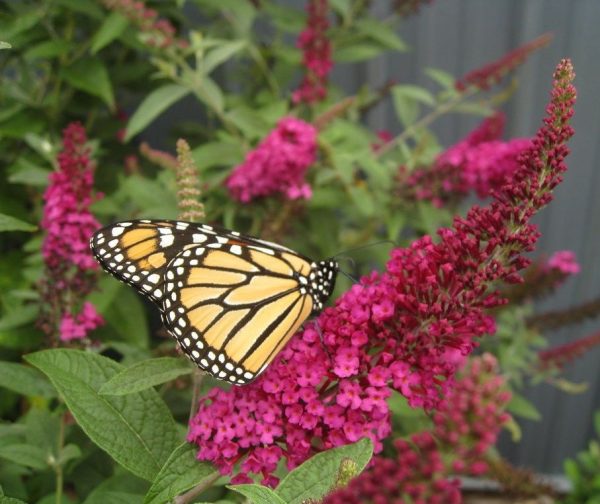 Rabbit Proof Plants for Mountain Gardens - Watters Garden Center