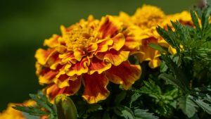 Marigolds are so ubiquitous, we don't give them their due. These are extreme workhorses in mountain gardens. 