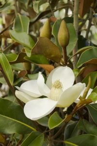 Brown Beauty Magnolia