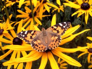 Black-Eyed Susans, Rudbeckia, with a butterfly on its blooms