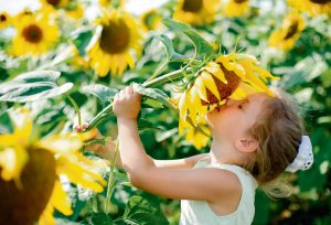 Little girl sniffing sunflowers