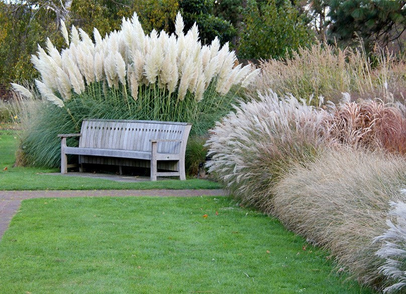 Does Pampas Grass Multiply at Judith Olmos blog