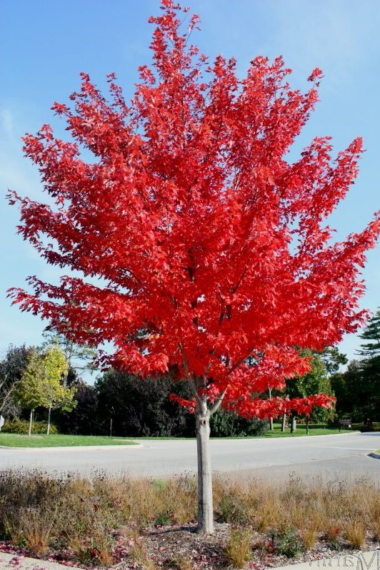 Prescott Autumn Blaze Maple in the Landscape