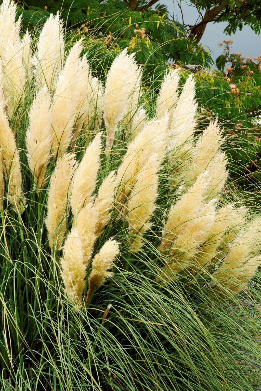 How to Grow Pampas Grass (Cortaderia) - Watters Garden Center