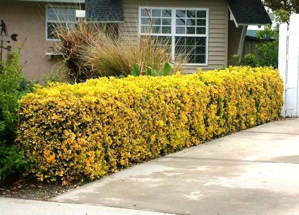 Golden Euonymous Hedge