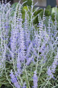 Lacy Blue Russian Sage