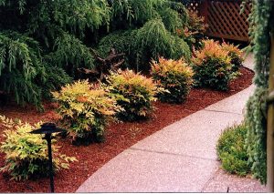 Shrubs along a paver walkway