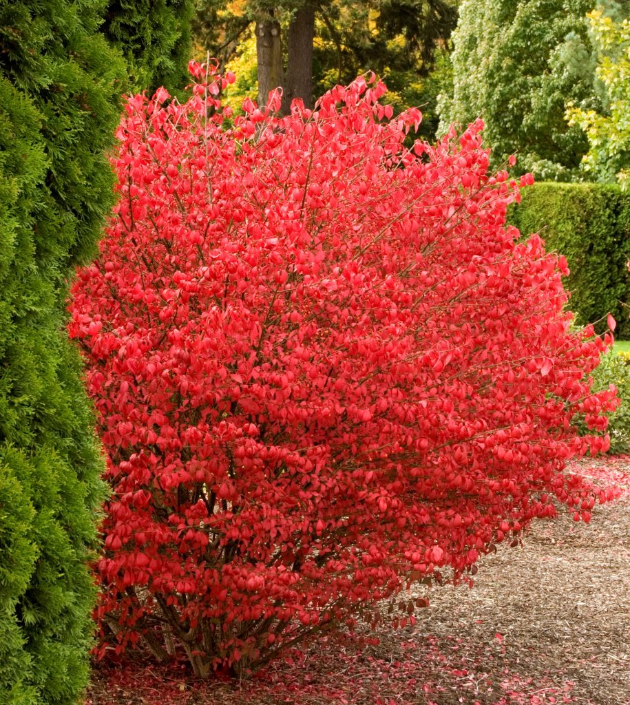 2 Gallon Bare-Root blue-green colored leaves in summer turns into fiery red autumn foliage making it an excellent landscape plant. BURNING BUSH Shrub 