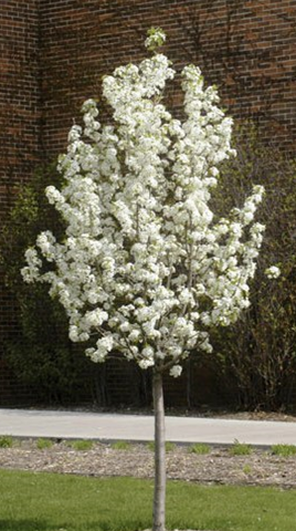 Ornamental Flowering Pear