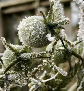 Frost on Tomatoes