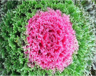 cabbage plant flower