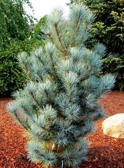 Vanderwolf Pine