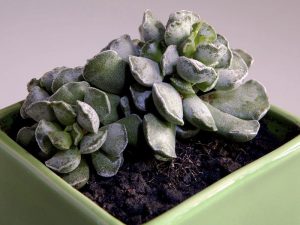 Crinkle-Leaf-Plant succulent