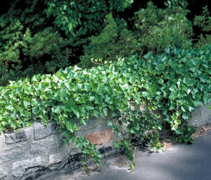 English ivy planted along a wall