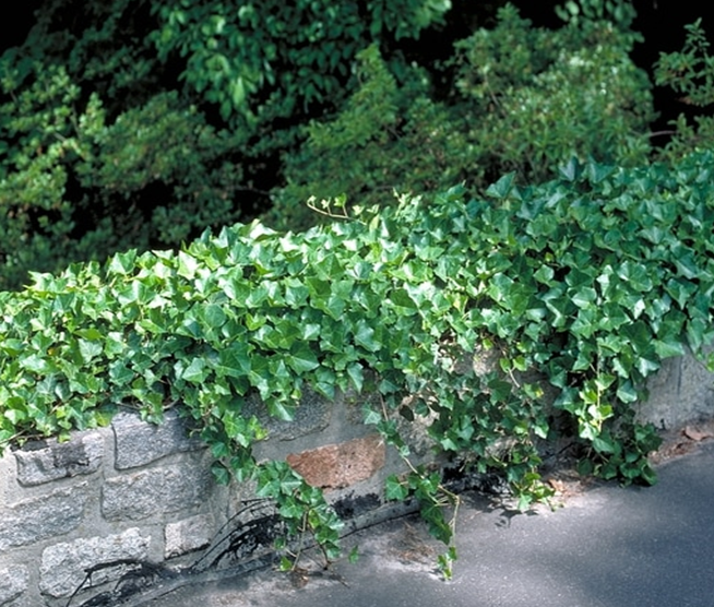 English Ivy Care Plant - How to Grow English Ivy