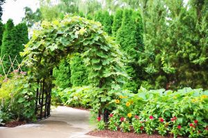 plant covered Arbor in the landscape