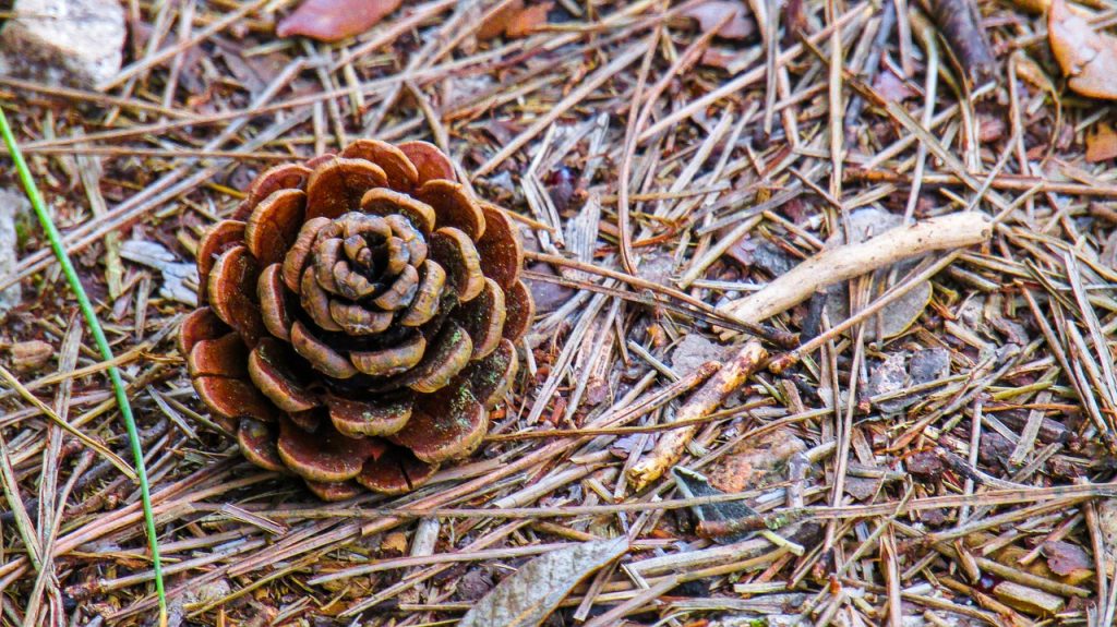 Pine Needles and Pine Cone on the ground